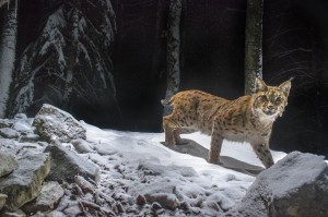Wild european lynx (Lynx lynx) (male B158) marking its territory on a rock, Jura, Switzerland.