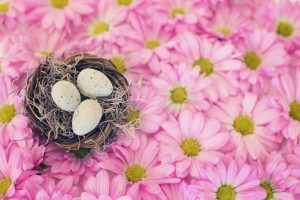 birds-nest-2121590_1280